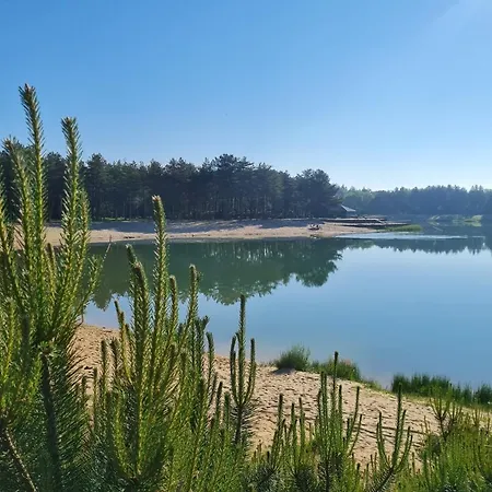 Cantharel Veluwe *